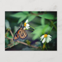 Photo rustique | Carte postale Monarch et Fleur sa