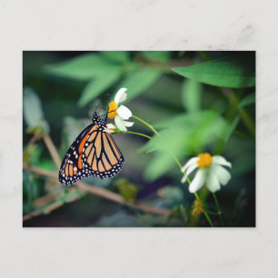 Photo rustique   Carte postale Monarch et Fleur sa