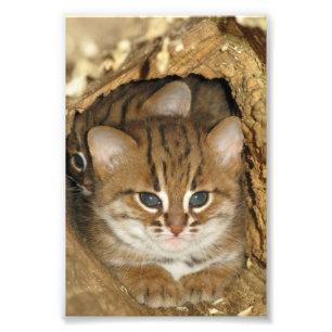 Photo - rusty spotted cat 2 print