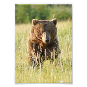Photo satin 5x7 d'ours grizzly