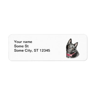 Photo Schipperke