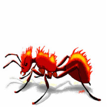 Fourmi de feu !