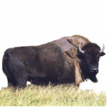 Photo Sculpture of buffalo 5x7<br><div class="desc">Photo Sculpture of buffalo 5x7   Created by bearsandmore</div>