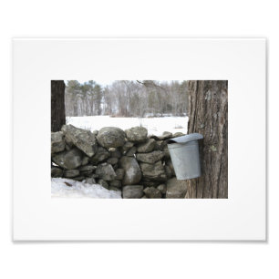 Photo showing maple sap gathering in the spring print