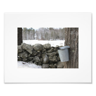 Photo showing maple sap gathering in the spring print
