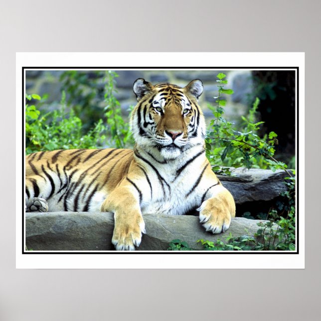 Photo Siberian tiger Poster (Front)