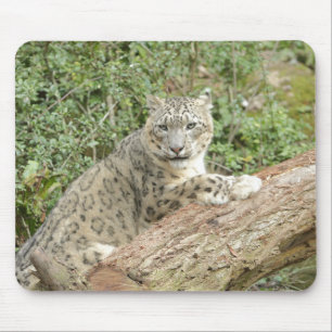 photo snow leopard cat animals. mouse pad