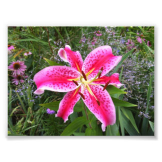 Photo - Stargazer Lily Print