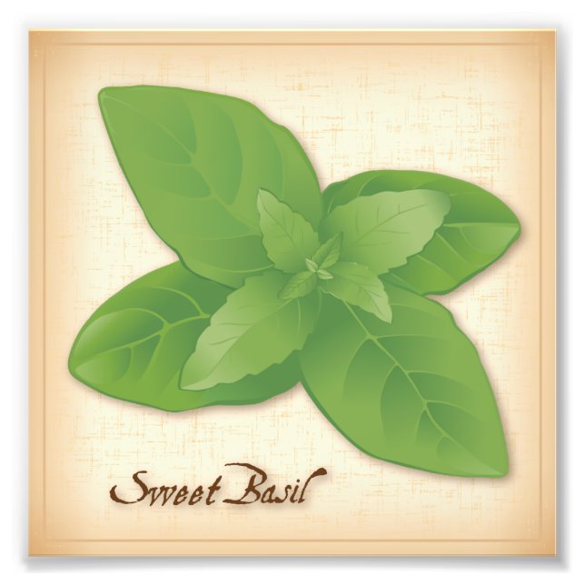 Photo Sweet Basil Herb (Devant)