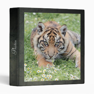 Photo tiger , animals 0044. binder