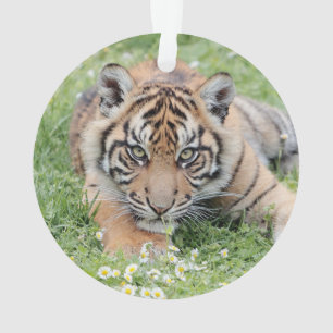 Photo tiger , animals 0258. ornament