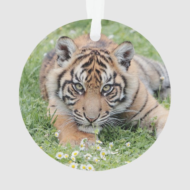 Photo tiger , animals 0258. ornament (Back)