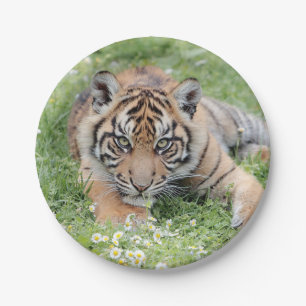 Photo tiger , animals 0276. paper plate