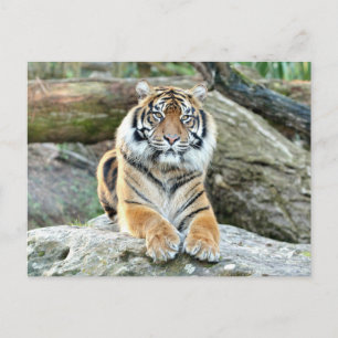 Photo tiger , animals . postcard