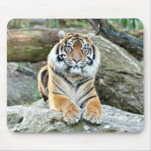 photo tiger cat animals.  mouse pad