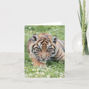 Photo tiger , pet , animals . card