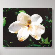 Fleur de Magnolia