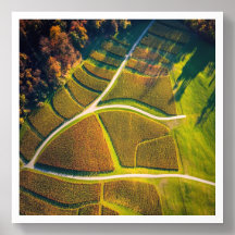 Golden Autumn in the Vineyards