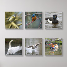 Sélection d'oiseaux ensemble de dalles murales acr