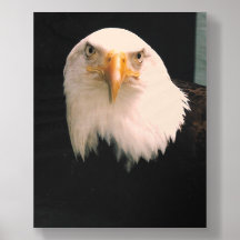Aigle des États-Unis