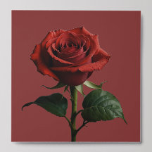 Elégant Natur Rose moderne