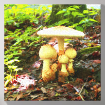 Collection de champignons blancs
