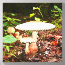 Deux champignons blancs