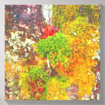La vie sur Waterrock Knob - lichen, mousse et algu