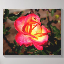 Rose rose et jaune avec une coccinelle