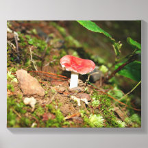 Russule à tête rouge