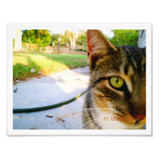 Photo Un-Named Tabby Cat "Lolo" Print