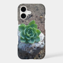photo verte succulente d'echeveria