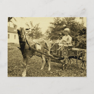 Photo vintage - "Chèvre Panier" - Carte postale