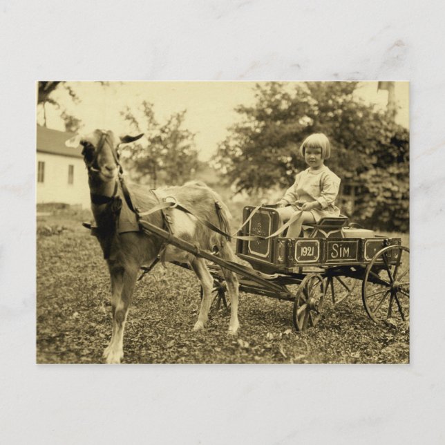 Photo vintage - "Chèvre Panier" - Carte postale (Devant)
