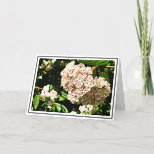 Photo White Viburnum Pink Buds and Green Foliage Card