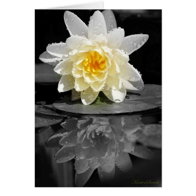 Photo White Water Lily (Devant)