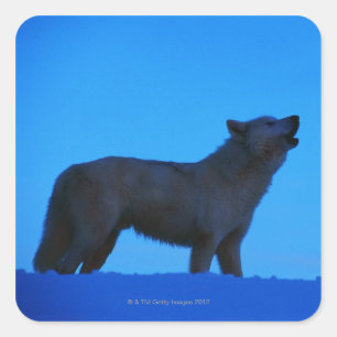 Photo, white wolf howling at night, Colour, High Square Sticker