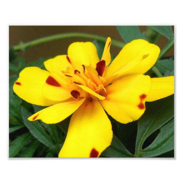 Photo Young Marigold (Devant)