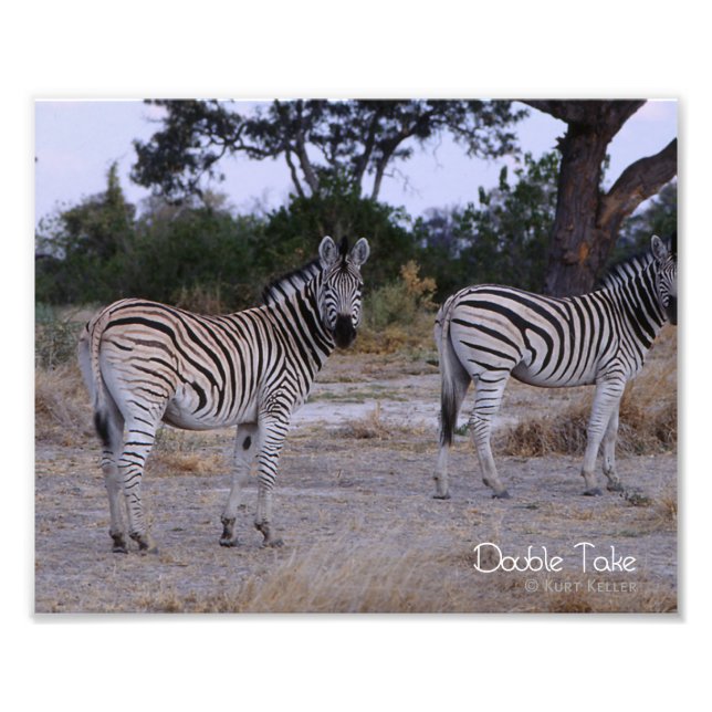 Photo Zebra Double Take (Devant)