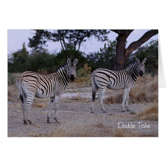 Photo Zebra Double Take (Devant horizontal)