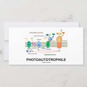 Photoautotrophile Photosynthesis