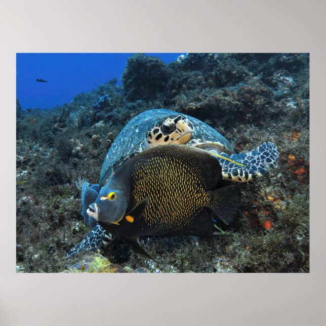 Photobombing Angelfish Poster (Front)