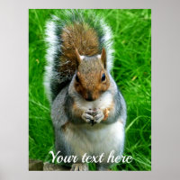 Photograph of a Cute Squirrel in a garden