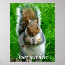 Photograph of a Cute Squirrel in a garden