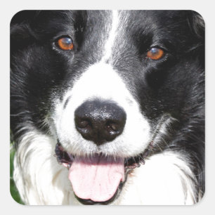 Photograph of a happy dog square sticker