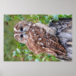 Photograph of an owl poster