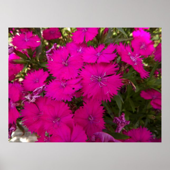 Photograph of Bright Pink Flowers Poster (Front)