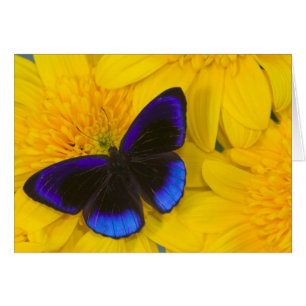 Photograph of Butterfly