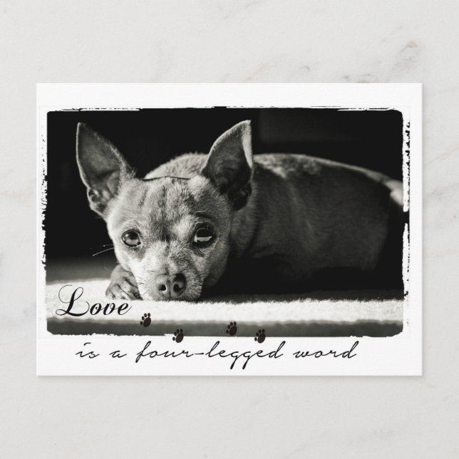 Photograph of Chihuahua for dog lovers Postcard (Front)