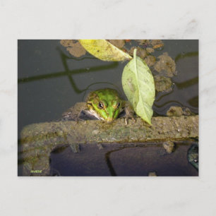 Photograph of frog watching postcard